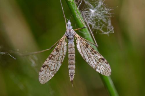Limnophila pictipennis